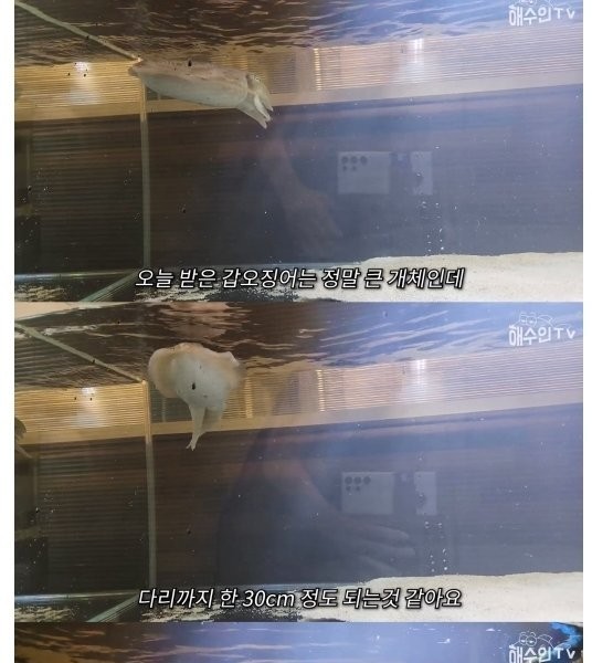 大型甲イカを家の水族館で飼えない理由