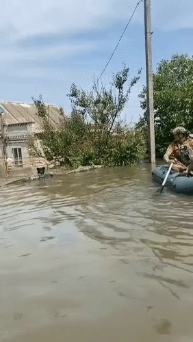ウクライナのダム破壊で水没した村から救助された犬