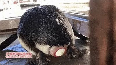 ペンギンが卵を産む映像