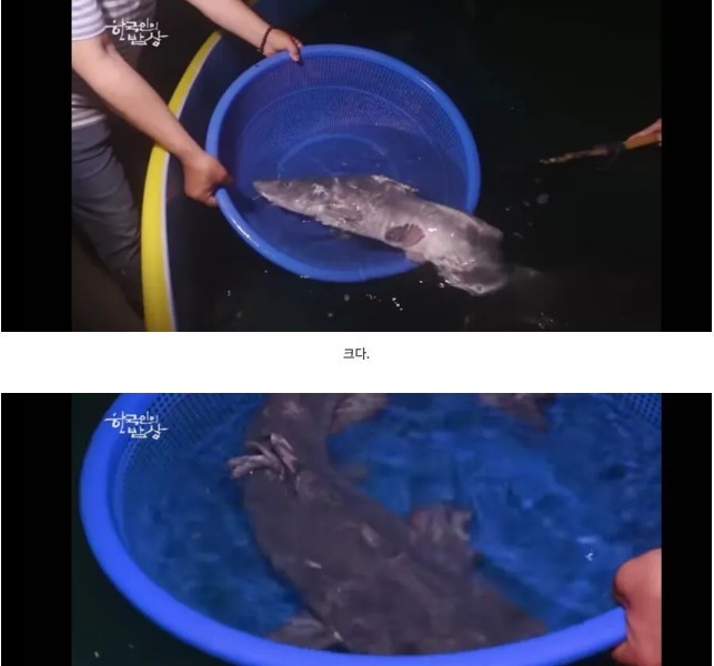韓国で絶滅した王様が食べていた魚