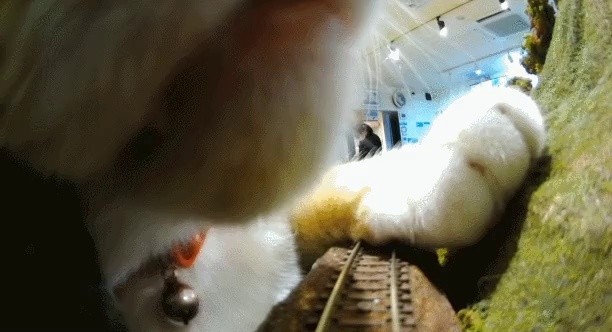 日本で猫のせいで列車脱線した大事故が起きた