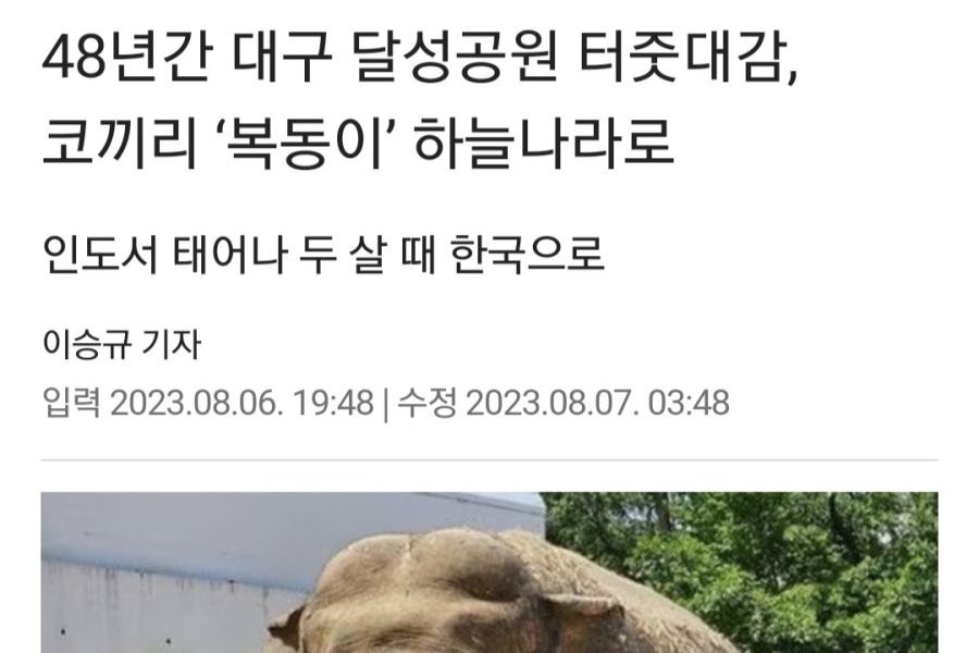 大邱 達城公園 タジュデガム 象 50歳で天国へ jpg