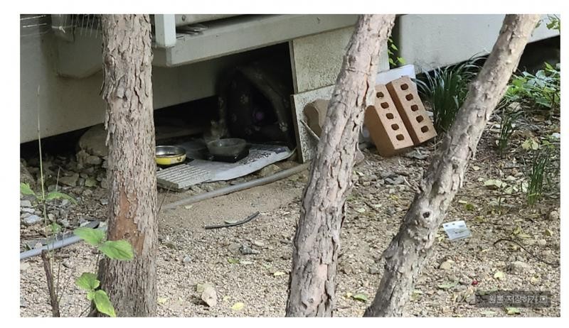 キャットママに脅された龍仁アパートの住民