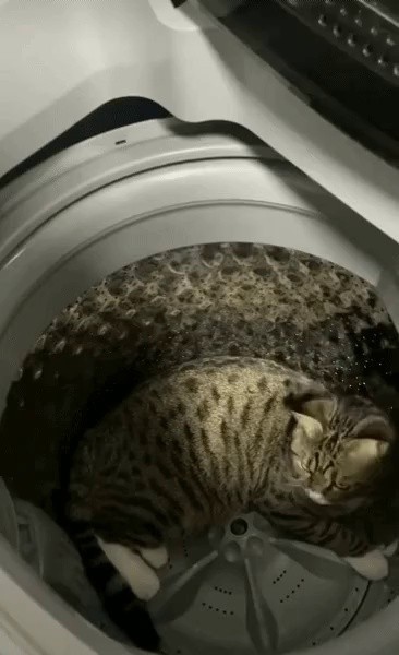 洗濯機の中の猫を取り出す