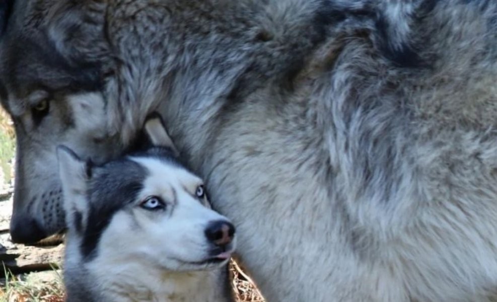 オオカミとハスキーの大きさの比較