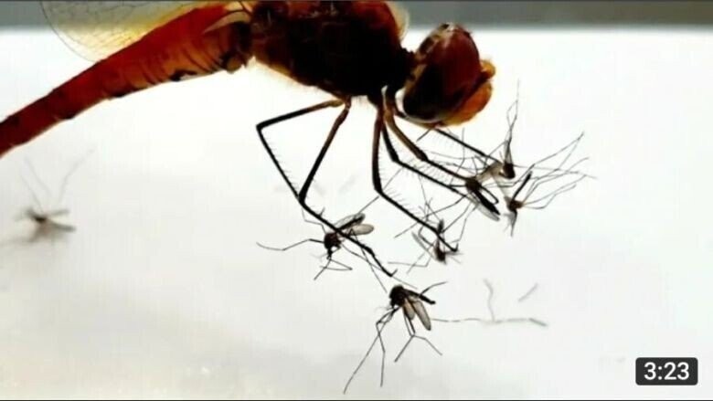 1億年以上蚊担当 かつての流甲