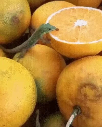 このオレンジおいしいね