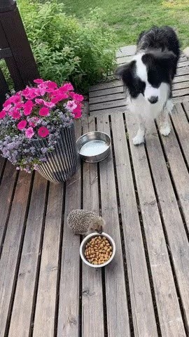 犬のエサ皿を盗むハリネズミ