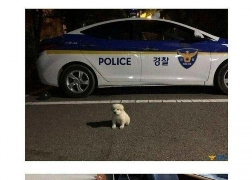 捨てられた子犬を拡大した警察官