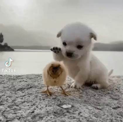 ひよこと子犬