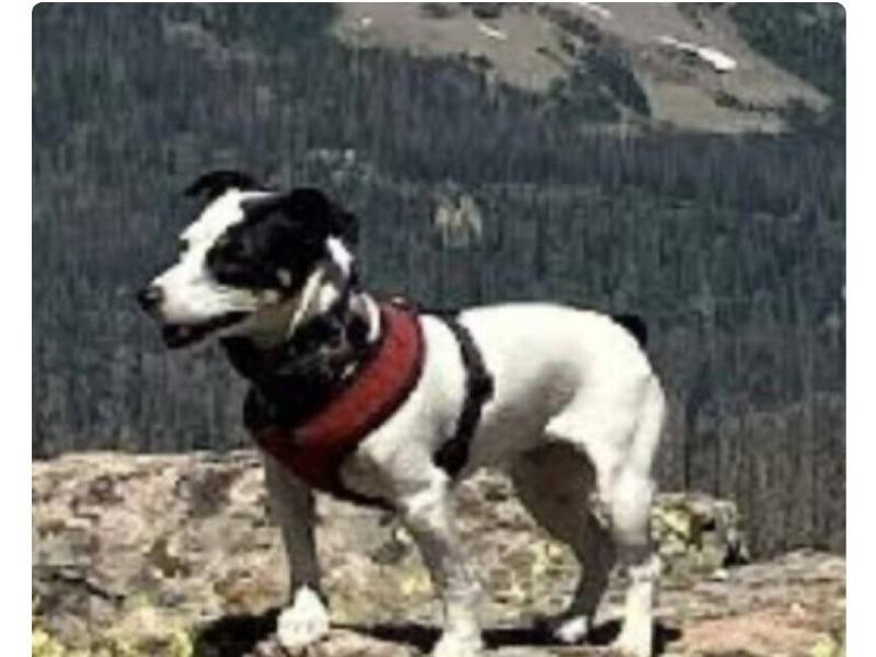 3カ月ぶりに死亡したまま発見された登山客···そばには14才の愛犬がいた