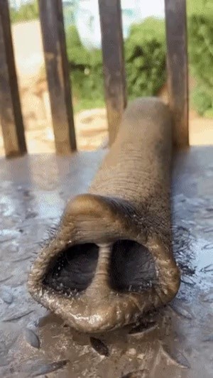 象の鼻の穴、こういう形