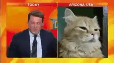 誤ってニュースビデオインタビューに参加した猫
