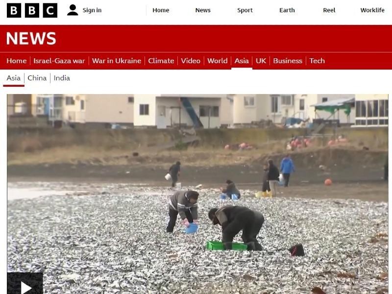 ニュース 日本 北海道 海辺を覆った魚の死体
