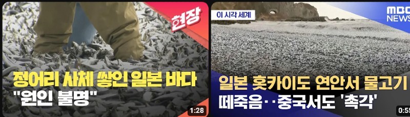 ●日本イワシの群れ死、韓国では報道が