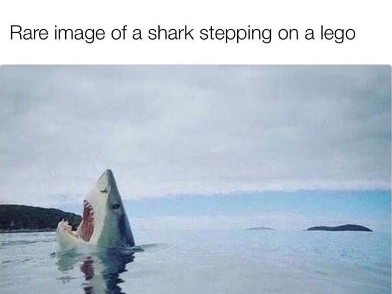 レゴ 踏んだ サメ
