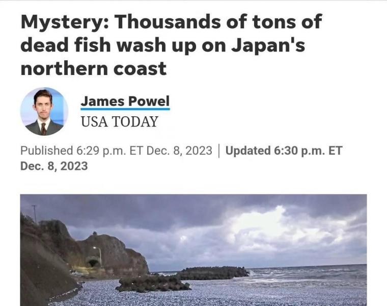魚の死体で大騒ぎになった日本の近況