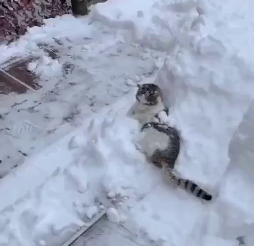 (SOUND)雪の中で楽しそうなにゃおん