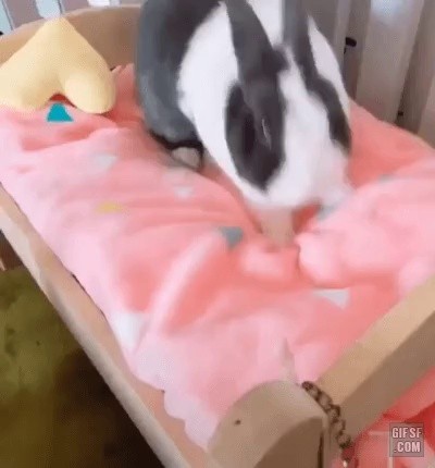 寝る準備をするウサギ
