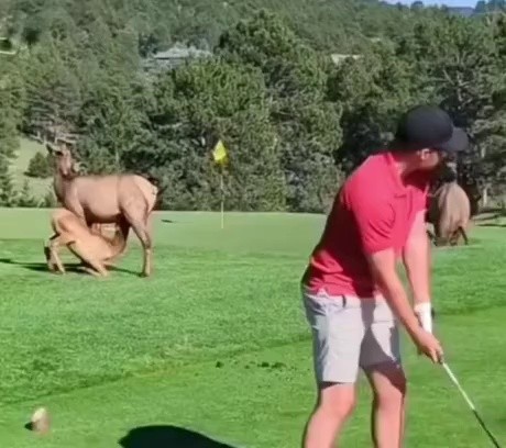 (SOUND)ゴルフの前で類似性行為をする鹿
