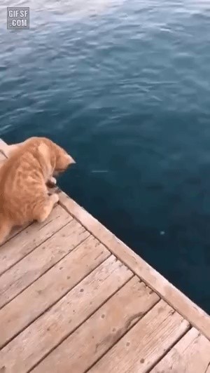 猫の海釣りのレベル