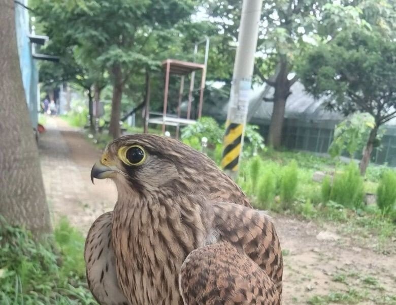 人と友達になったチョウゲンボウ