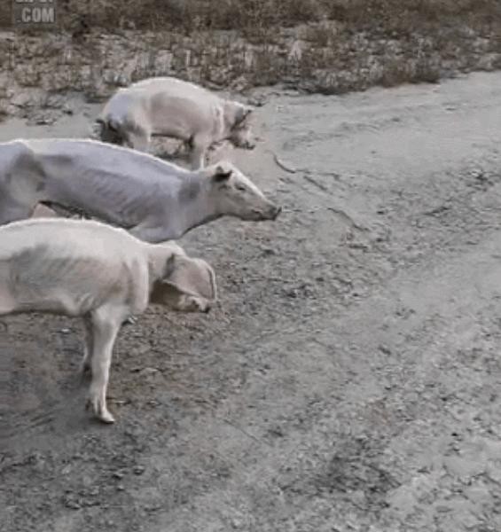 北朝鮮の豚の近況、ブルブル