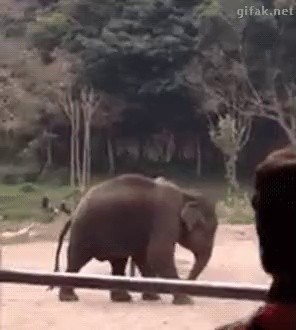 蹴りをする象
