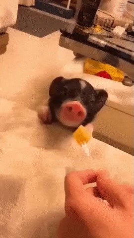 おやつを食べる豚の子gif