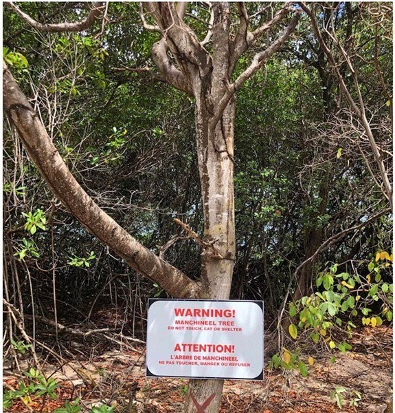 魔界オーストラリアの危険な植物