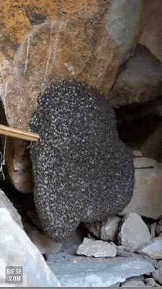 石清採取