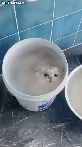 水属性の猫
