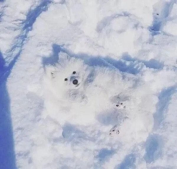 一緒に遊んでいた友達がいなくなって慌てた子犬