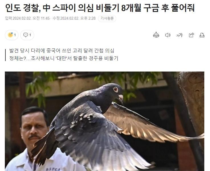 インド警察、スパイ容疑の鳩を8ヵ月拘束後釈放へ
