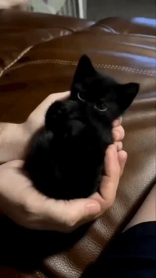 一人ですごく忙しい黒猫