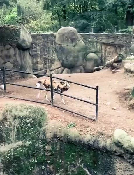 (SOUND)犬が不思議なアフリカの野良犬リカオン