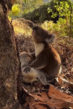 死んだ雌を抱きしめて空を見上げた雄コアラ