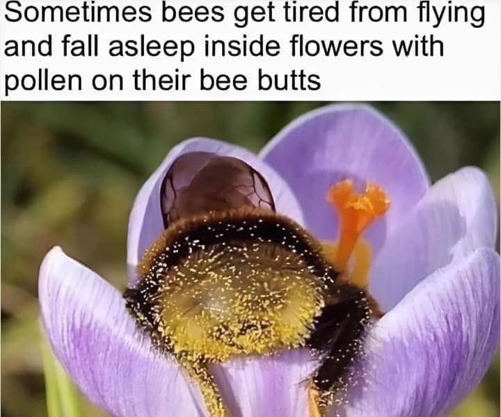 お尻に花粉が詰まって眠っている蜂です。