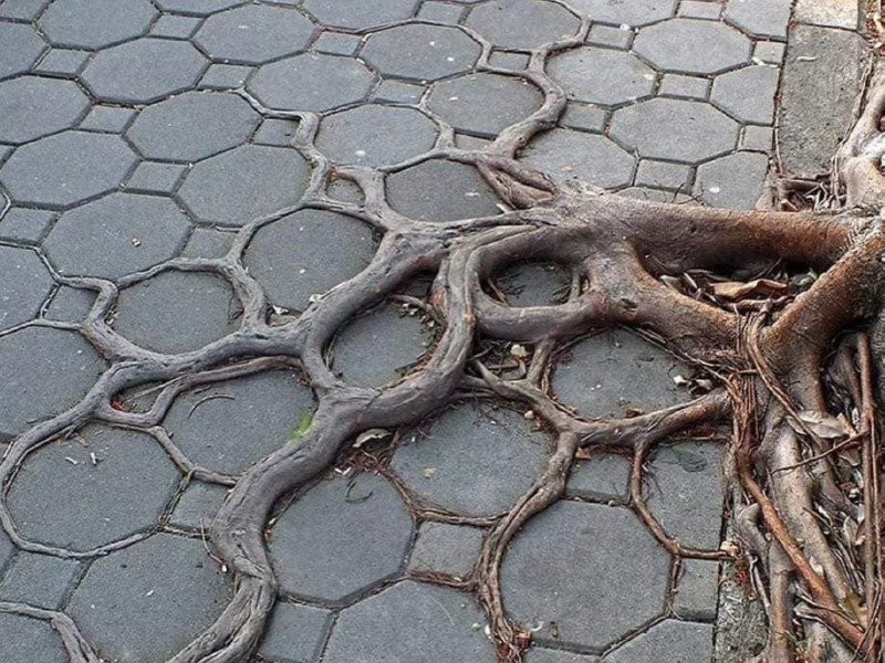 木の根がこんなに育った