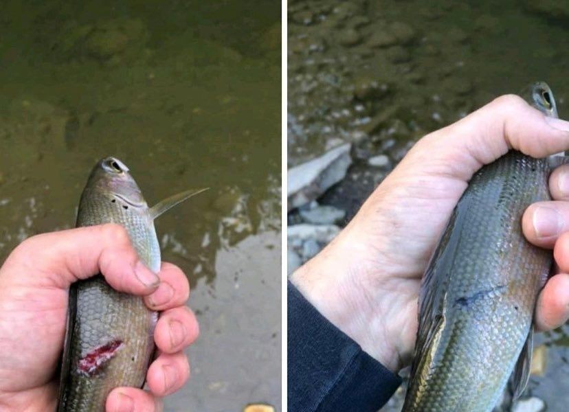 同じ魚を一ヶ月半後にまた釣った人