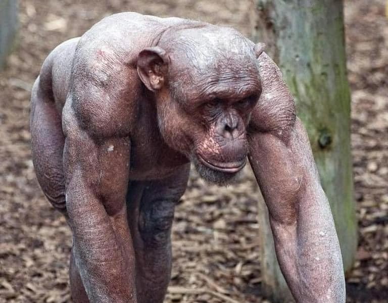 チンパンジーの筋肉