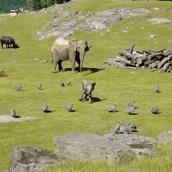 鳥を追いかけている赤ちゃん象