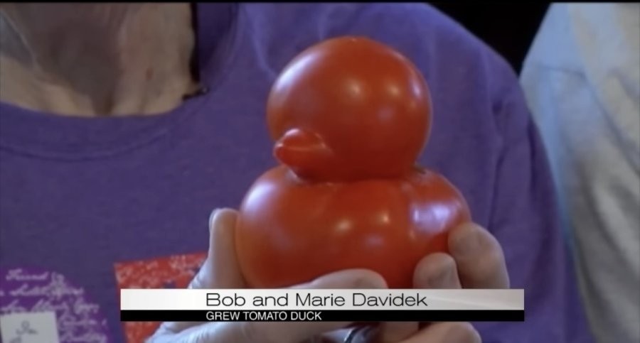 珍しいトマトを収穫してニュースが出たアメリカの老夫婦
