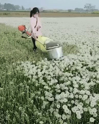 タンポポの収穫