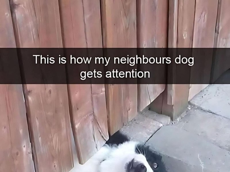 隣の犬が挨拶する方法