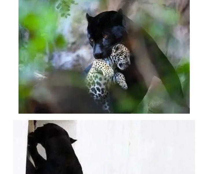 ジャガー採用のブラックパンサー