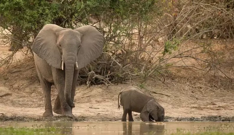 赤ちゃん象が水を飲む方法