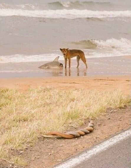 ビーチでサメを食べる犬がセックスするヘビを見る写真。jpg