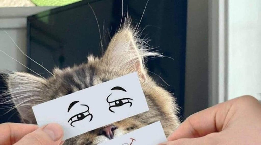 猫の表情