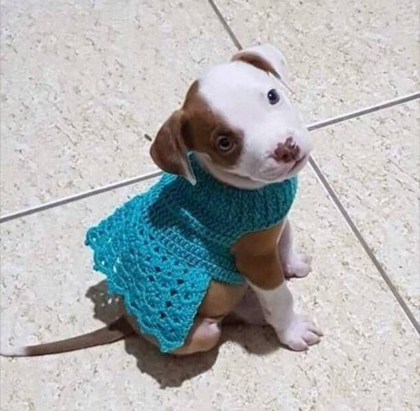 セーターがよく似合う子犬
